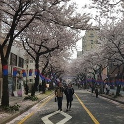2018.03.31 YD제주 벗꽃 나들이 모임
